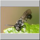 Mimumesa sp - Grabwespe 01c 7-8mm.jpg